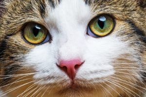 a cat portrait close up