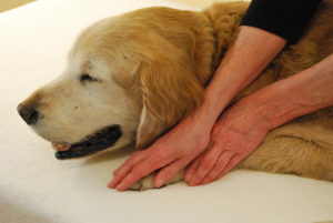 Energy Therapy for Animals